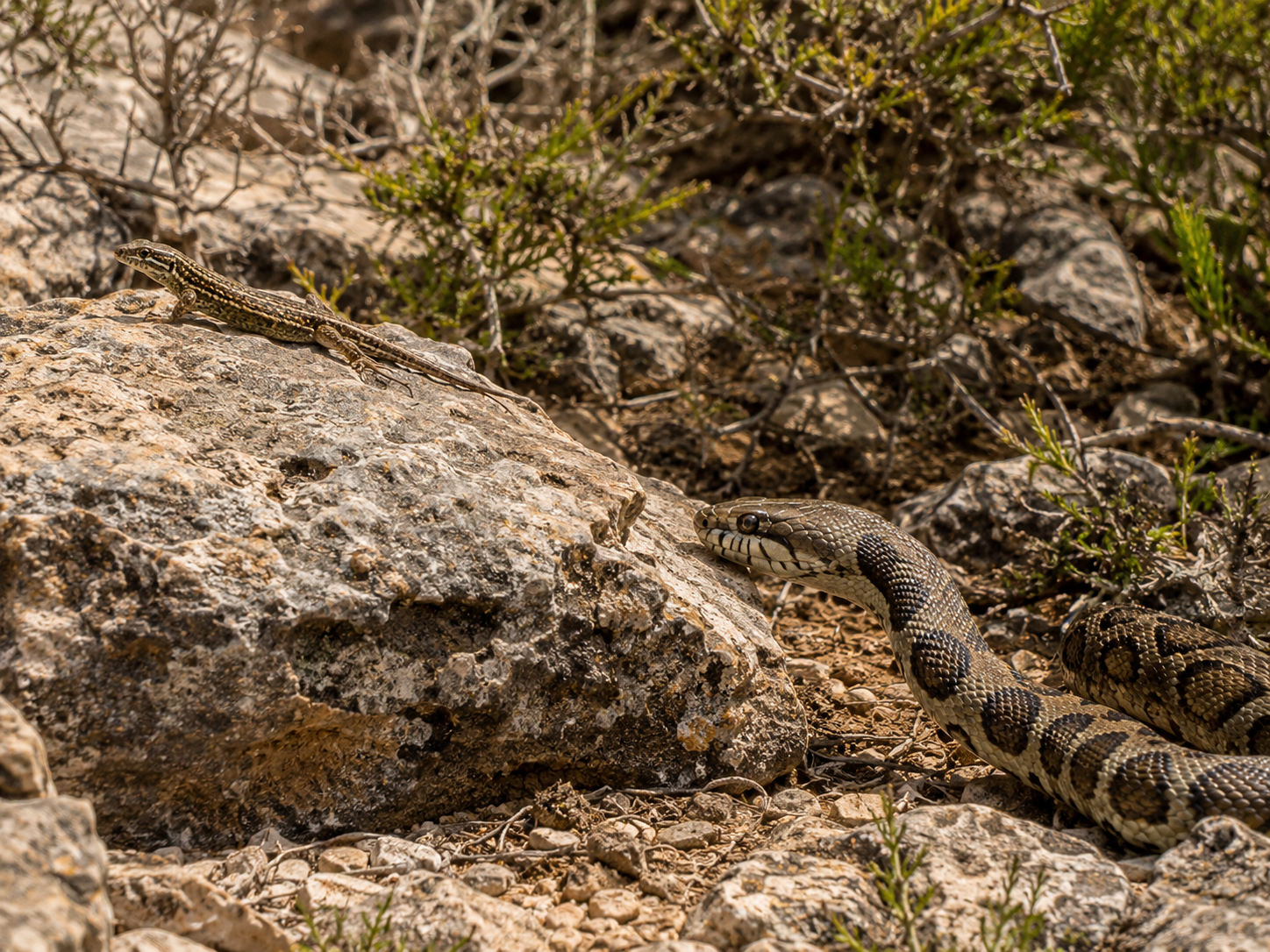 El animal más famoso de Ibiza en este momento es turista